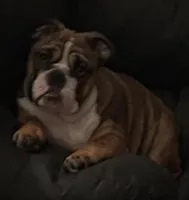 Stella Bella, a female English Bulldog for sale in Davison, MI – Photo 3 of 10