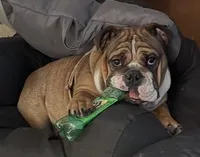 Stella Bella, a female English Bulldog for sale in Davison, MI – Photo 7 of 10