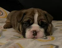 Stella (AKC), a female English Bulldog for sale in Davison, MI – Photo 9 of 10