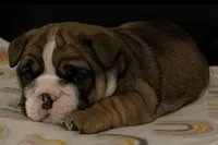 Stella Bella, a female English Bulldog for sale in Davison, MI – Photo 10 of 10