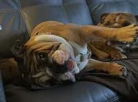 Stella Bella, a female English Bulldog for sale in Davison, MI – Photo 6 of 10