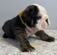Shmoopie, a female English Bulldog for sale in Davison, MI – 1 of 8