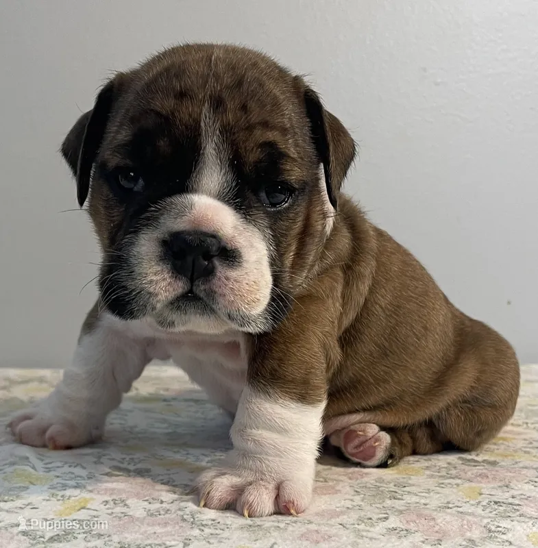 Bella – English Bulldog puppy for sale in Davison, MI