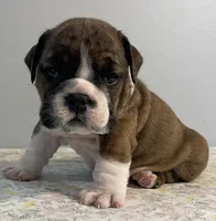 Birdie, a female English Bulldog for sale in Davison, MI – 4 of 6