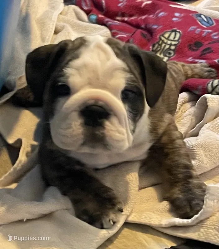 Cookie  (Available Now) – English Bulldog puppy for sale in Davison, MI