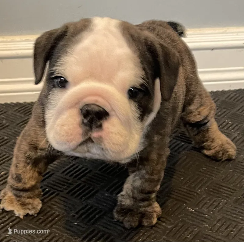 Shmoopie – English Bulldog puppy for sale in Davison, MI