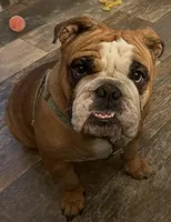 Roxy, a female English Bulldog for sale in Davison, MI – Photo 1 of 7