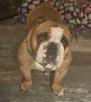 Roxy, a female English Bulldog for sale in Davison, MI – Photo 3 of 7