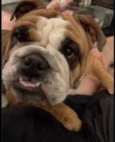 Roxy, a female English Bulldog for sale in Davison, MI – Photo 5 of 7