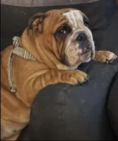 Roxy, a female English Bulldog for sale in Davison, MI – Photo 7 of 7