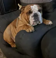 Roxy, a female English Bulldog for sale in Davison, MI – Photo 4 of 7