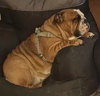 Roxy, a female English Bulldog for sale in Davison, MI – Photo 6 of 7