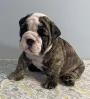 Lovey, a female English Bulldog for sale in Davison, MI – 3 of 6