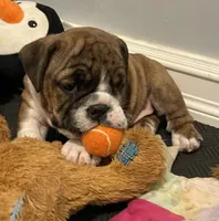 Bella. (Available Now), a female English Bulldog for sale in Davison, MI – 2 of 6