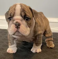 Cookie, a female English Bulldog for sale in Davison, MI – 5 of 10