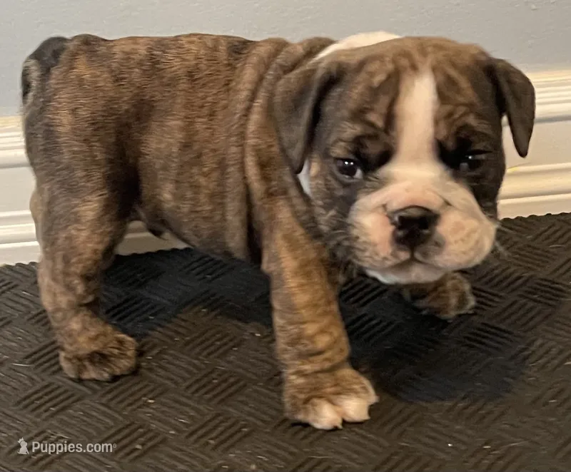 Goose – English Bulldog puppy for sale in Davison, MI