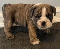 Gunner, a male English Bulldog for sale in Davison, MI – 1 of 10