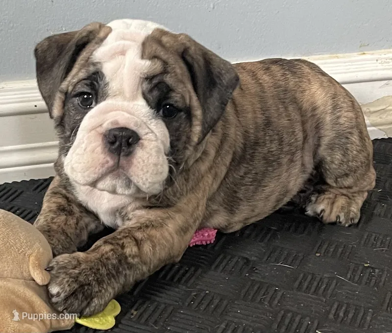 Sophie (Available Now) – English Bulldog puppy for sale in Davison, MI