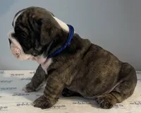 Mischief, a male English Bulldog for sale in Davison, MI – 3 of 6