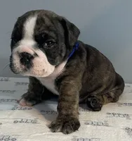 Mischief, a male English Bulldog for sale in Davison, MI – 2 of 6