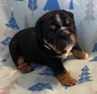 processed/7ab807b7-7a04-461c-a969-3d98cf541e1e/listing/cb070fbf-8b26-464d-97b2-adaf51b659ae/4e160d56-bb4d-4a26-b07d-a3c23275d2f6