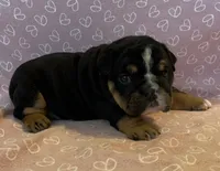 processed/7ab807b7-7a04-461c-a969-3d98cf541e1e/listing/cb070fbf-8b26-464d-97b2-adaf51b659ae/f78497ac-253b-4595-980b-690f4c9d02be