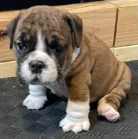 Bella. (Available Now), a female English Bulldog for sale in Davison, MI – 3 of 6