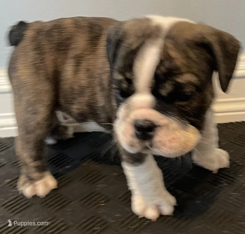 Maverick – English Bulldog puppy for sale in Davison, MI