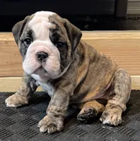 Sophie, a female English Bulldog for sale in Davison, MI – 3 of 10
