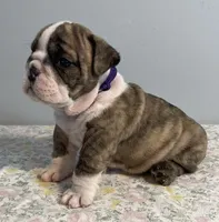 Shnookums, a female English Bulldog for sale in Davison, MI – 3 of 5