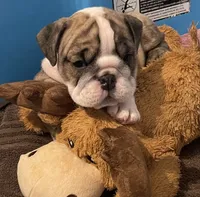 Cookie, a female English Bulldog for sale in Davison, MI – 4 of 10