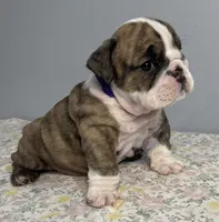 Shnookums, a female English Bulldog for sale in Davison, MI – 4 of 5