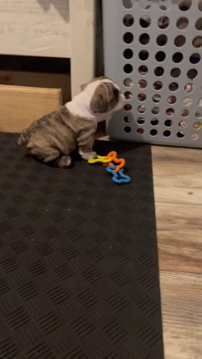 Cookie, a female English Bulldog for sale in Davison, MI – 10 of 10