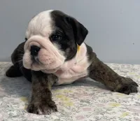 Shmoopie, a female English Bulldog for sale in Davison, MI – 4 of 8