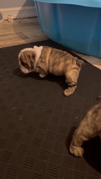 Cookie, a female English Bulldog for sale in Davison, MI – 9 of 10