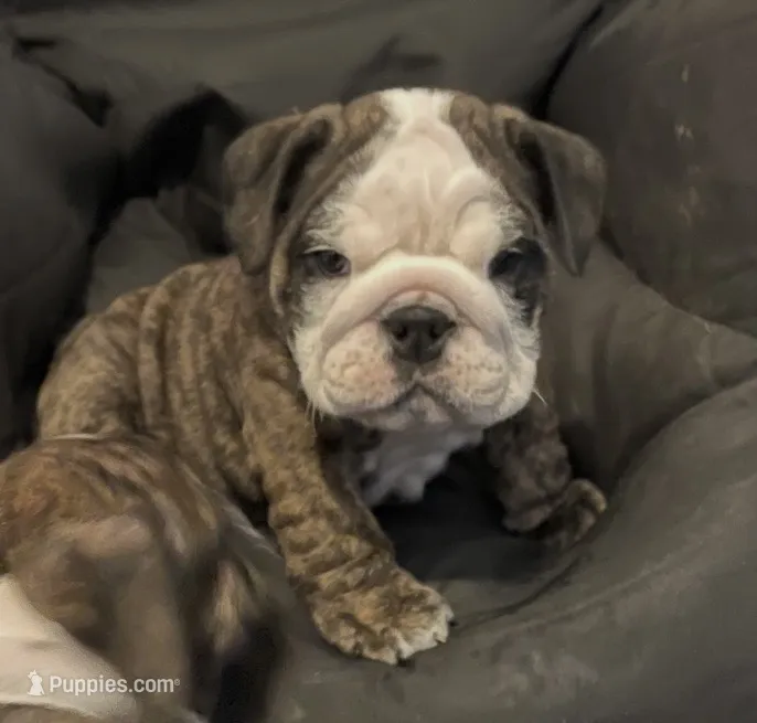Cookie – English Bulldog puppy for sale in Davison, MI