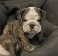 Cookie. (Available Now), a female English Bulldog for sale in Davison, MI – 1 of 9