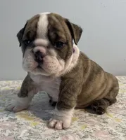 Shnookums, a female English Bulldog for sale in Davison, MI – 2 of 5