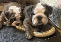 Cookie. (Available Now), a female English Bulldog for sale in Davison, MI – 2 of 9