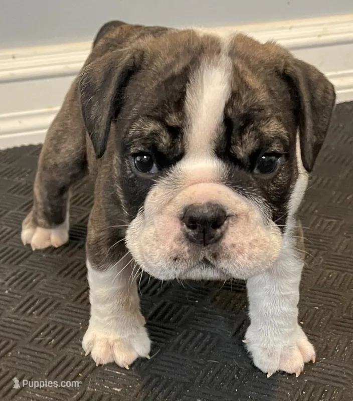 Maverick – English Bulldog puppy for sale in Davison, MI