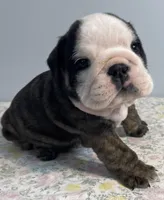 Shmoopie, a female English Bulldog for sale in Davison, MI – 5 of 8