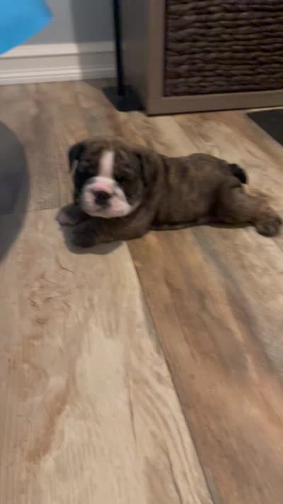 Goose, a male English Bulldog for sale in Davison, MI – 7 of 8