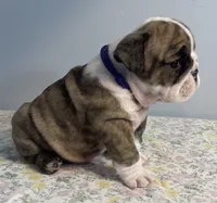 Shnookums, a female English Bulldog for sale in Davison, MI – 5 of 5