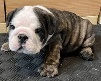 Cookie, a female English Bulldog for sale in Davison, MI – 9 of 10