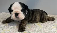 Shmoopie, a female English Bulldog for sale in Davison, MI – 2 of 8