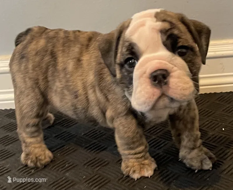 Lovey – English Bulldog puppy for sale in Davison, MI