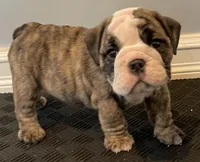 Sophie, a female English Bulldog for sale in Davison, MI – 2 of 10