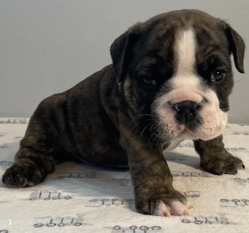 Mischief – English Bulldog puppy for sale in Davison, MI