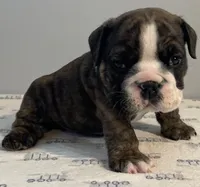 Mischief, a male English Bulldog for sale in Davison, MI – 1 of 6
