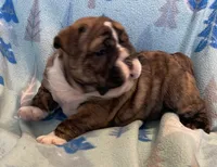 processed/7ab807b7-7a04-461c-a969-3d98cf541e1e/listing/f65ee7b2-534c-455d-8427-cd191d587dfa/30c8cebd-8d8a-49f5-b196-31c99e0a96ca